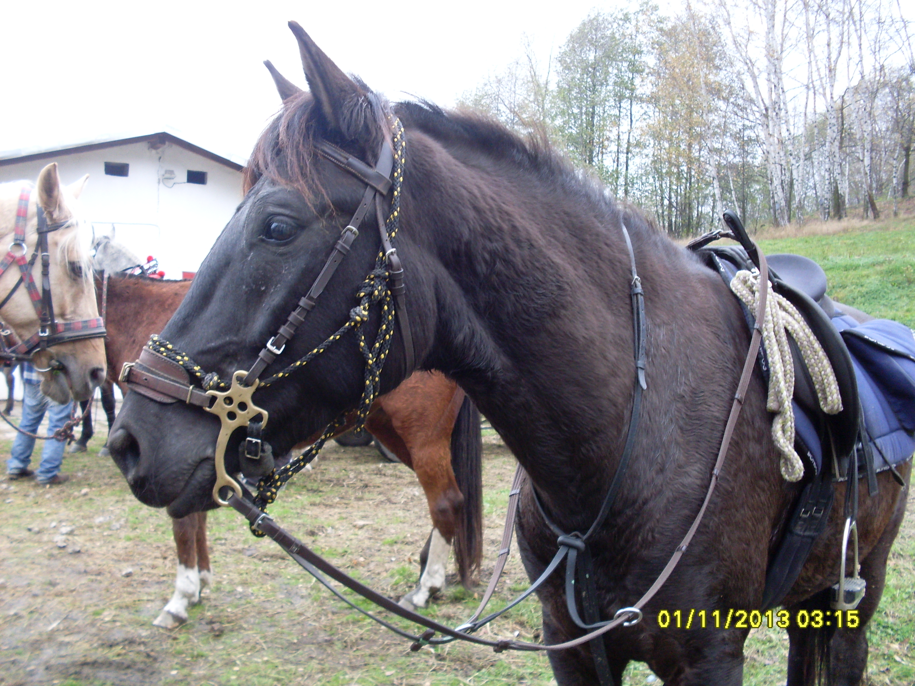 Snímek15 003